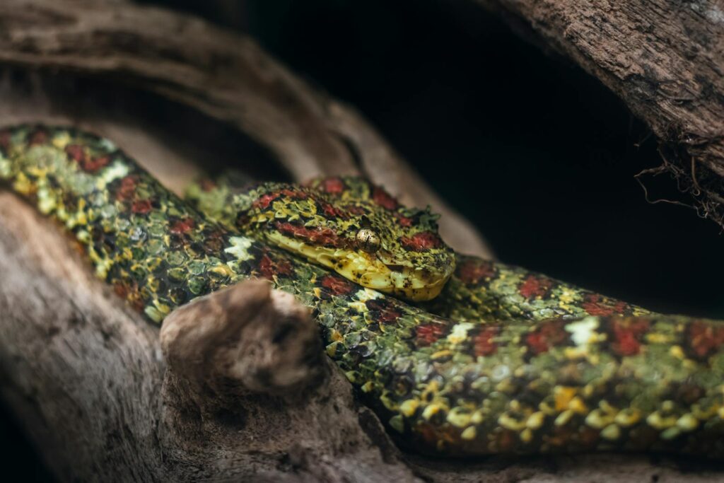 Detailed view of an exotic pit viper snake (Bothriechis Nigroviridis) resting on a branch.