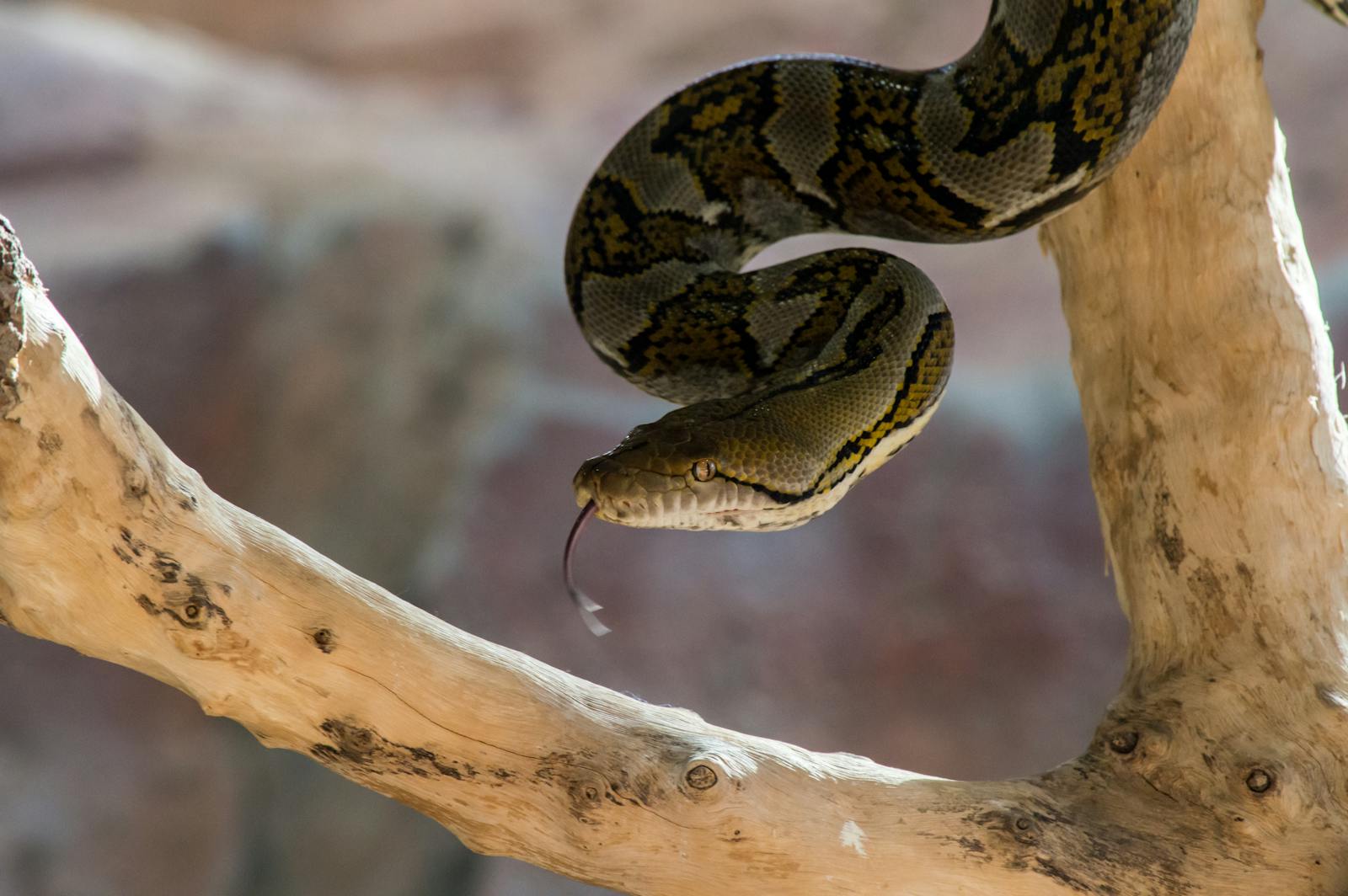 A detailed view of a python resting on a tree branch showcasing its texture and colors.