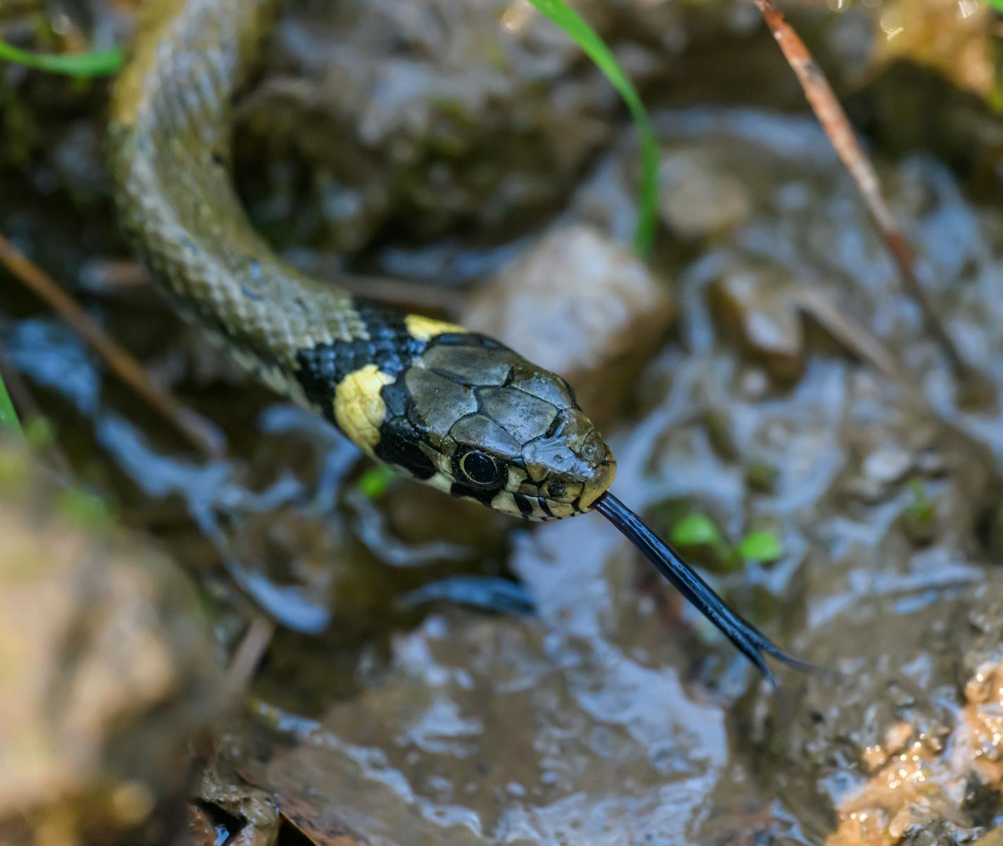 Vivid close-up of a grass snake slithering in a muddy stream, showcasing its vibrant colors.
