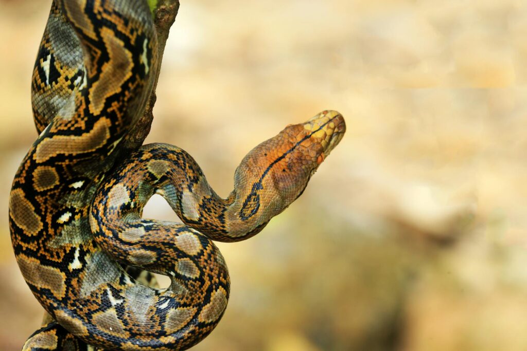 Detailed view of a reticulated python showcasing its intricate patterns and natural camouflage.