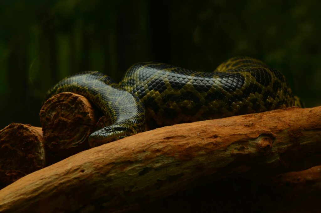 A close-up of an anaconda on wood with lush greenery in the backdrop in Odisha, India.