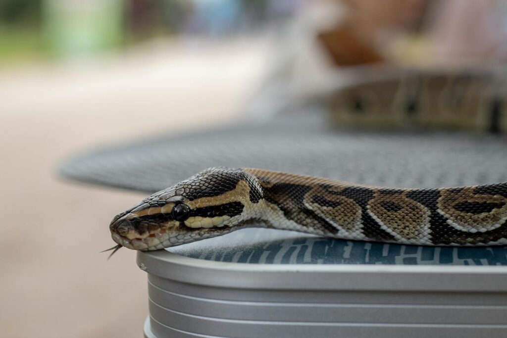 A detailed close-up of a boa snake resting on a table outdoors.