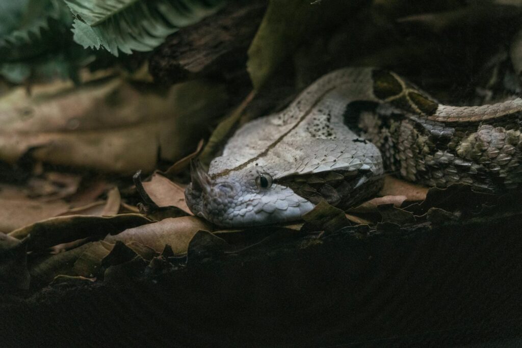 Detailed image of a Gaboon viper resting among leaves in its natural habitat.