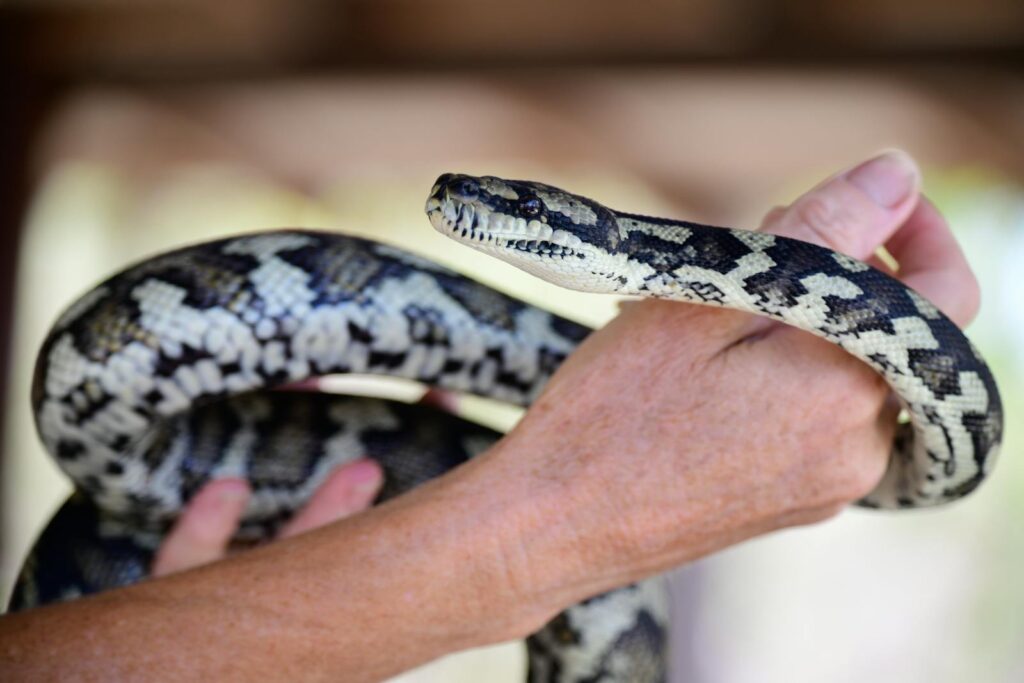 A detailed view of hands gently holding a southwestern carpet python, showcasing its intricate pattern.