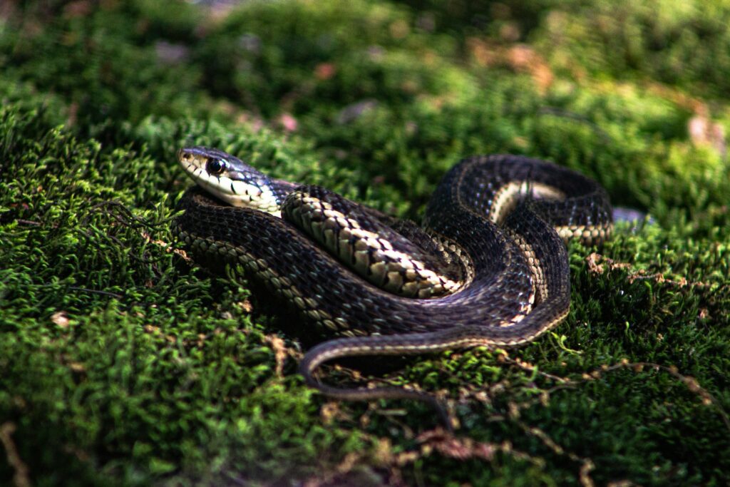 Black and yellow snake on green grass