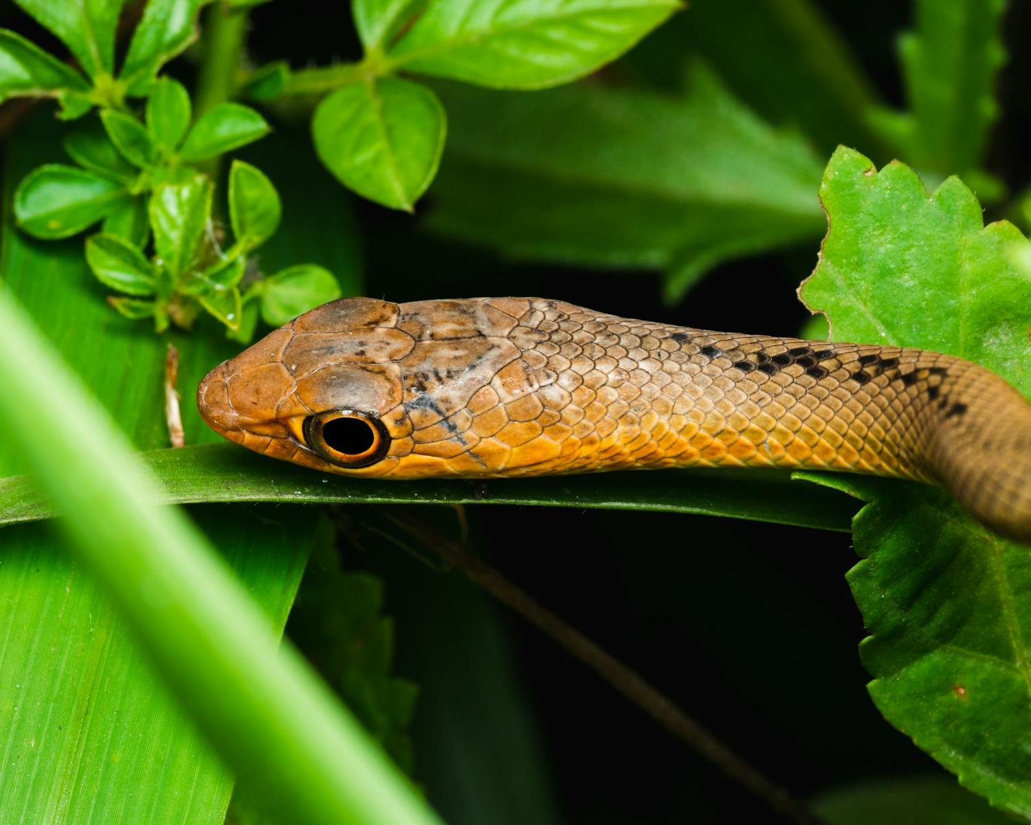 A detailed close-up of a brown snake amidst lush green leaves in Nigeria.