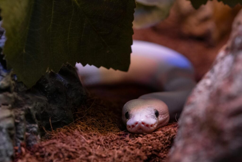A detailed close-up of a snake in its natural habitat, showcasing its textures and environment.
