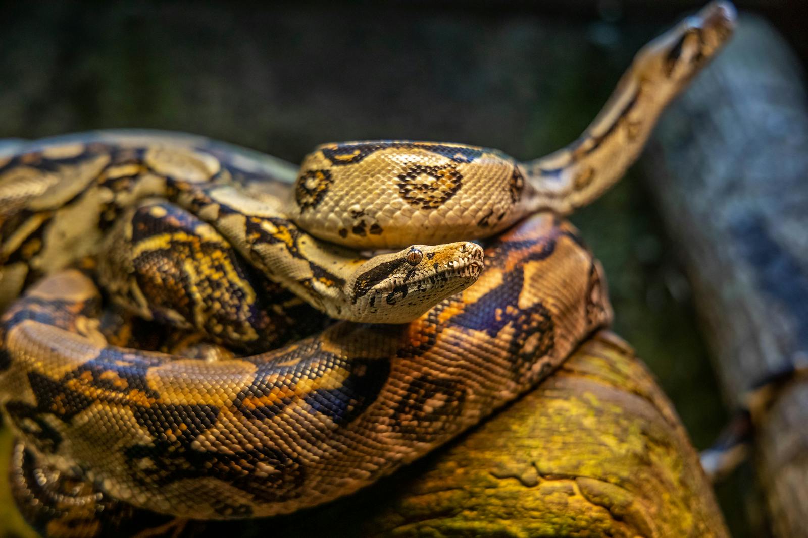 Detailed close-up of a vivid boa constrictor showcasing intricate scale patterns in natural habitat.