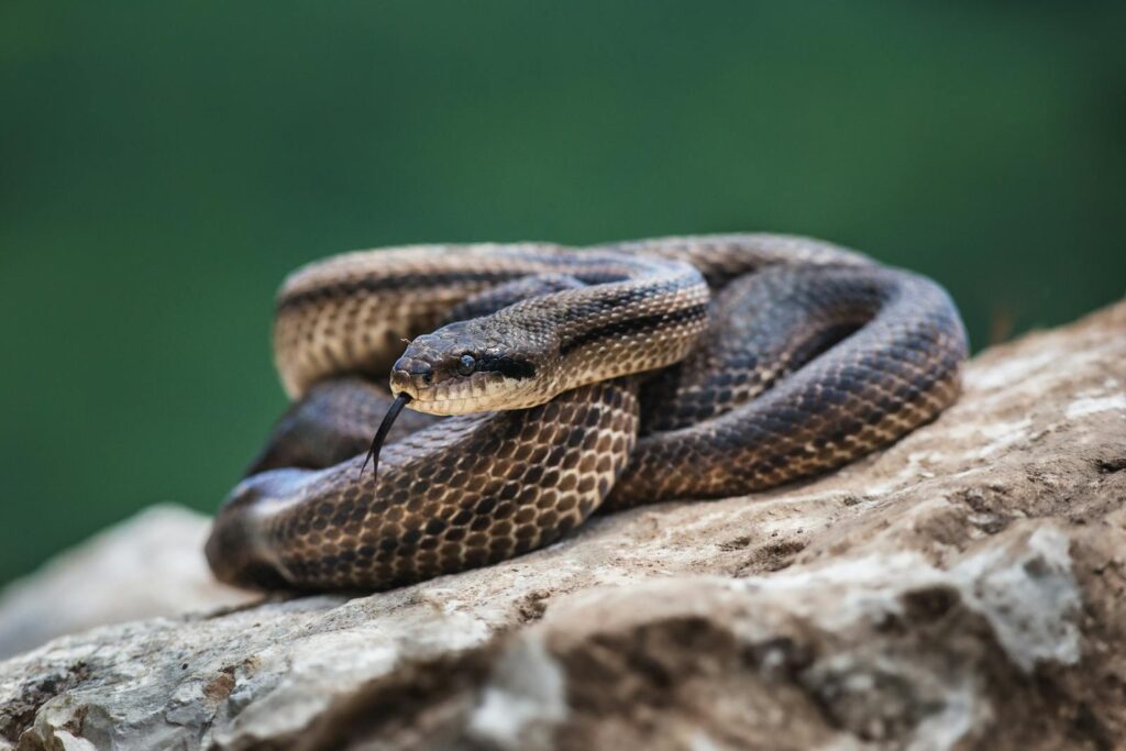 Close-up image of a four-lined snake resting on a rock, showcasing reptilian beauty in Montenegro.
