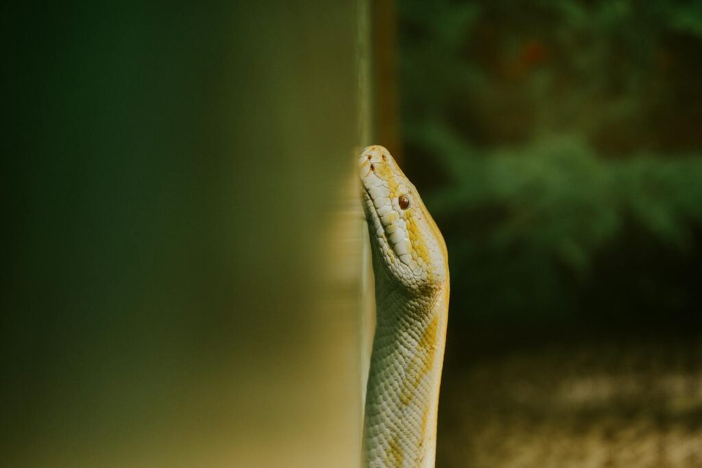 Detailed close-up image of a yellow Burmese python's head, highlighting its scales and features.