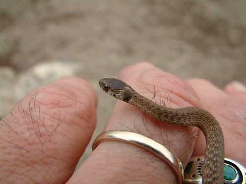 Image of a baby snake on a human's hand