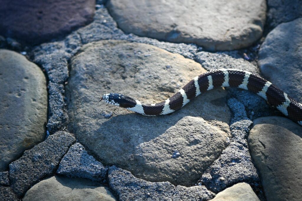 A California kingsnake slithering over sunlit rocks, showcasing its distinct pattern.