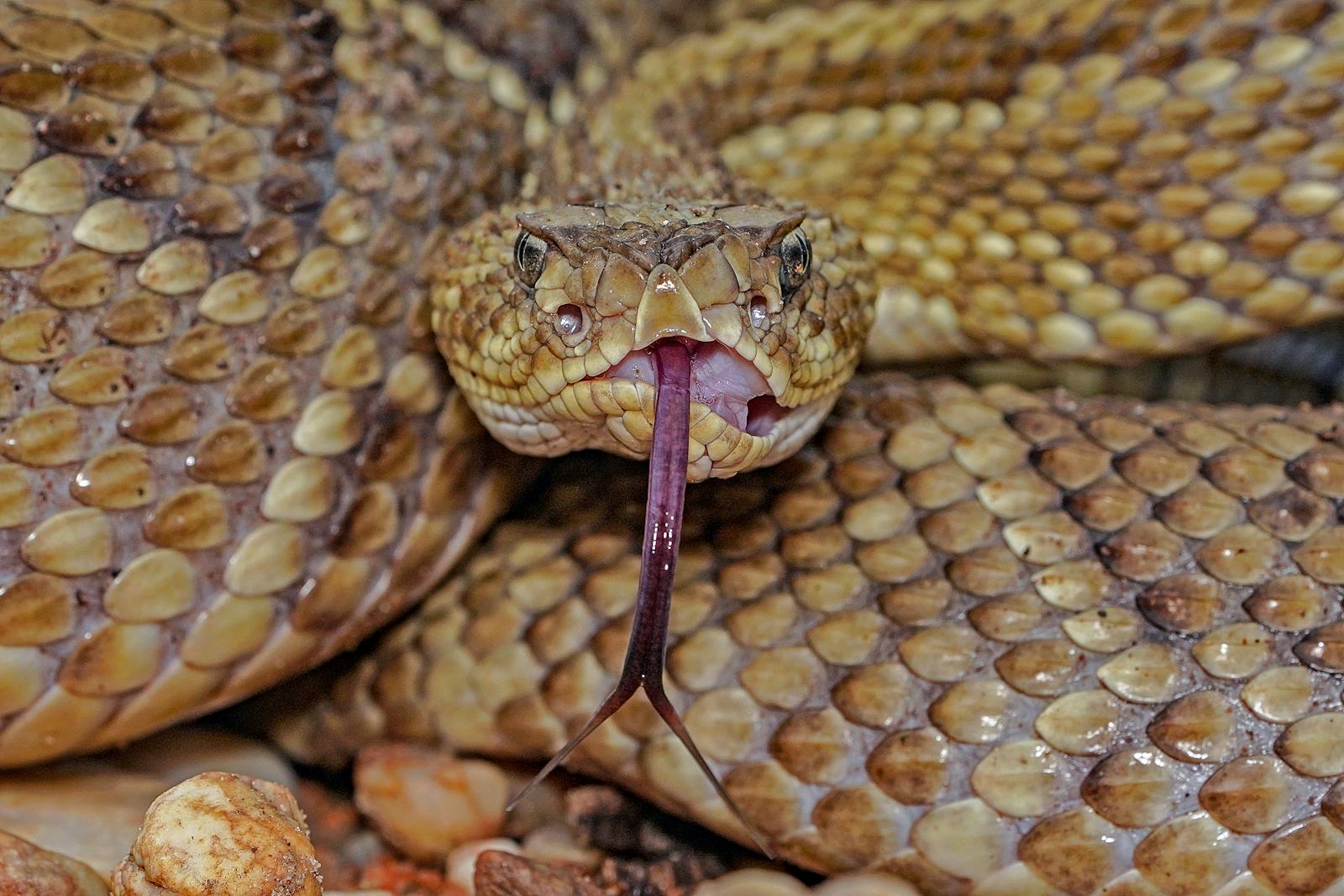 Detailed close-up of a rattlesnake showcasing its scales and extended tongue. Perfect for wildlife enthusiasts.