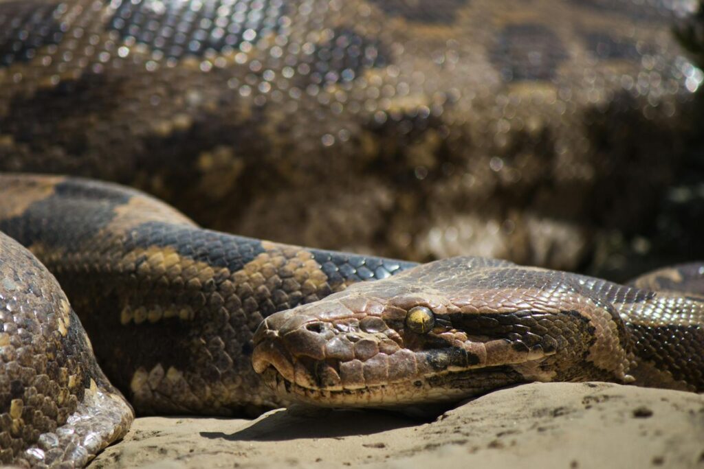 Detailed close-up of an Indian python basking in the sun at Bharatpur, India.
