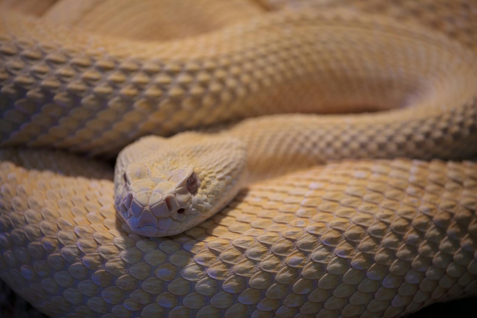 Detailed image of an albino rattlesnake coiled with shimmering scales and a focus on its head.