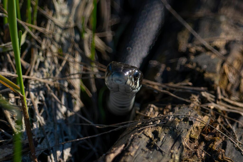 Close-up of a garter snake emerging from the ground, showcasing its natural habitat.