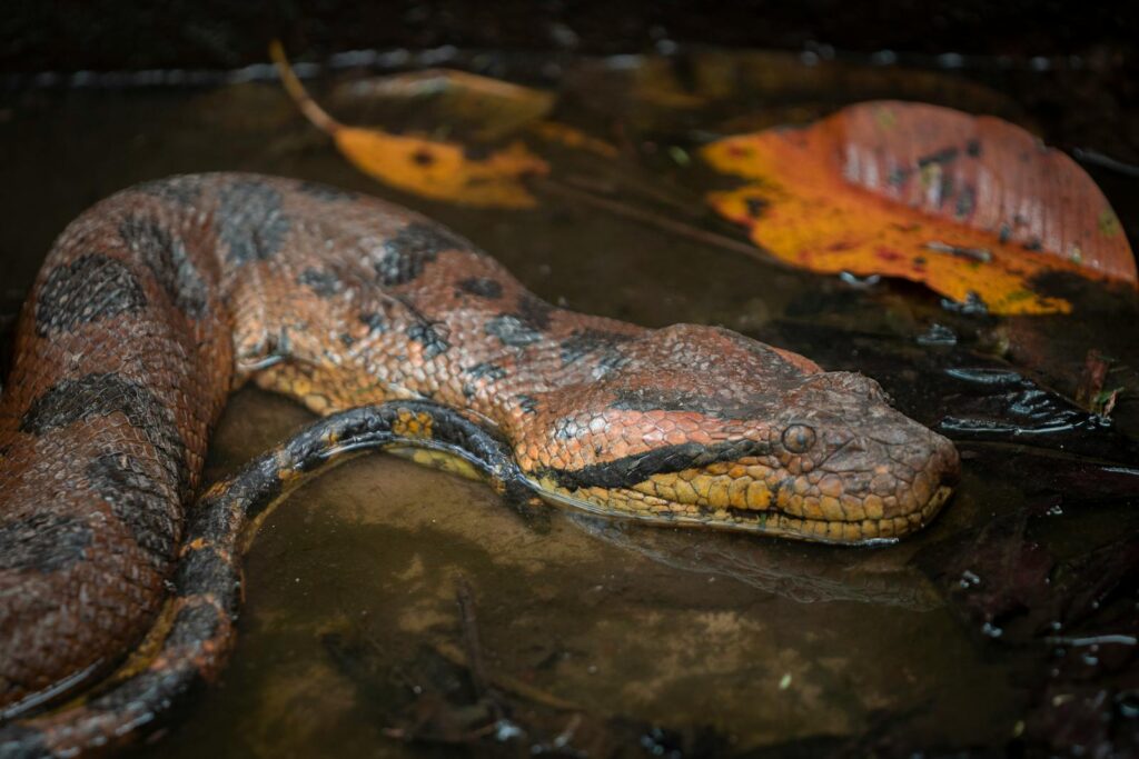 Close-up of an Amazon Basin Rainbow Boa in its natural habitat in Peru.
