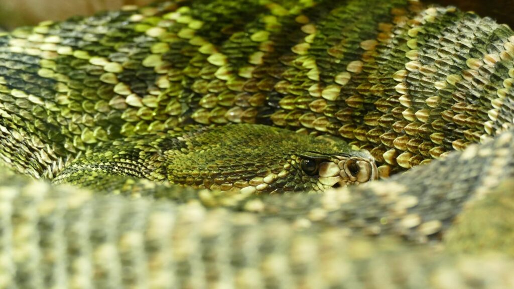 Detailed close-up of a camouflaged venomous snake with intricate scale patterns and hidden head