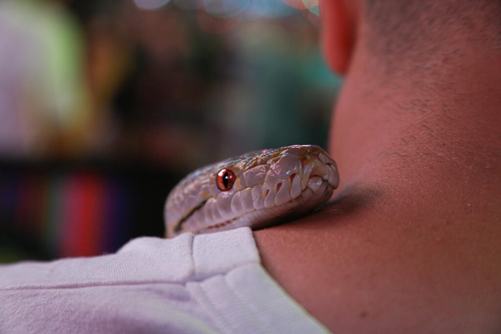 A snake rests on a person's shoulder, showcasing detailed scales and vibrant eyes.