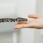A snake reaching out to touch a human hand, illustrating unique interaction with nature.