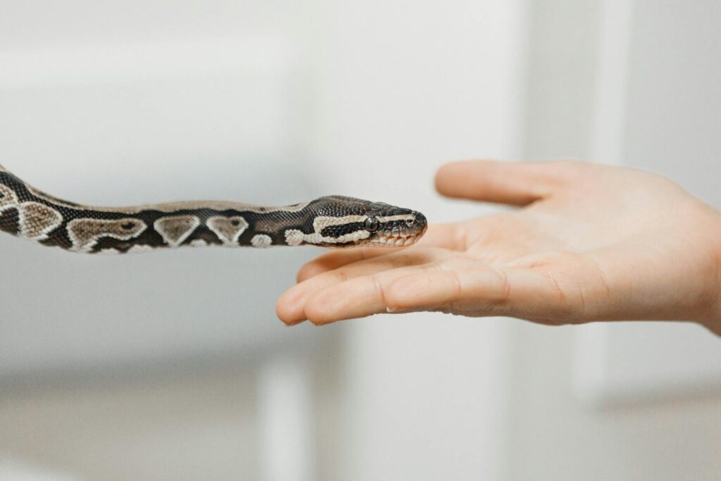 A snake reaching out to touch a human hand, illustrating unique interaction with nature.