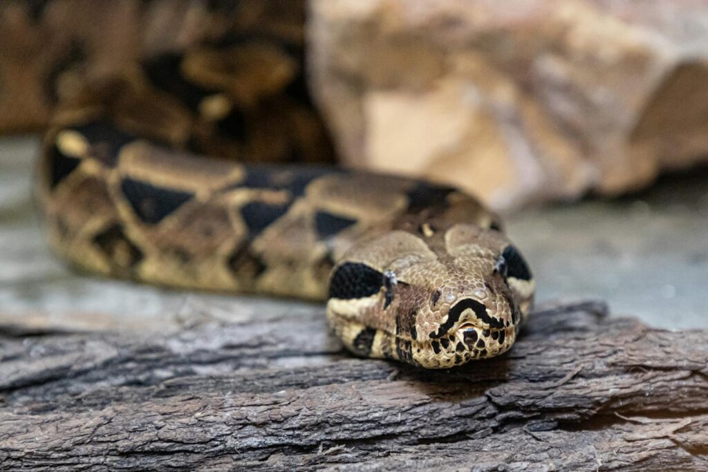 Detailed image of a python snake resting on a wooden surface, showcasing its patterns and texture.