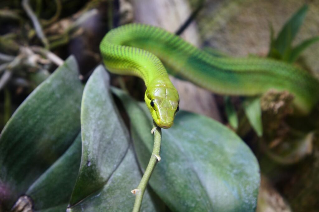 Close-up of a vibrant green snake on a leafy branch in a jungle setting.
