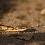 Close-up of a ball python slithering on gravel, highlighting its unique pattern in warm sunlight.