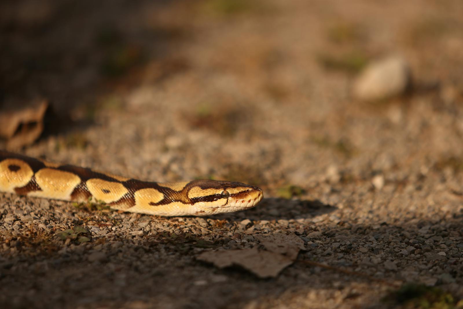 Close-up of a ball python slithering on gravel, highlighting its unique pattern in warm sunlight.