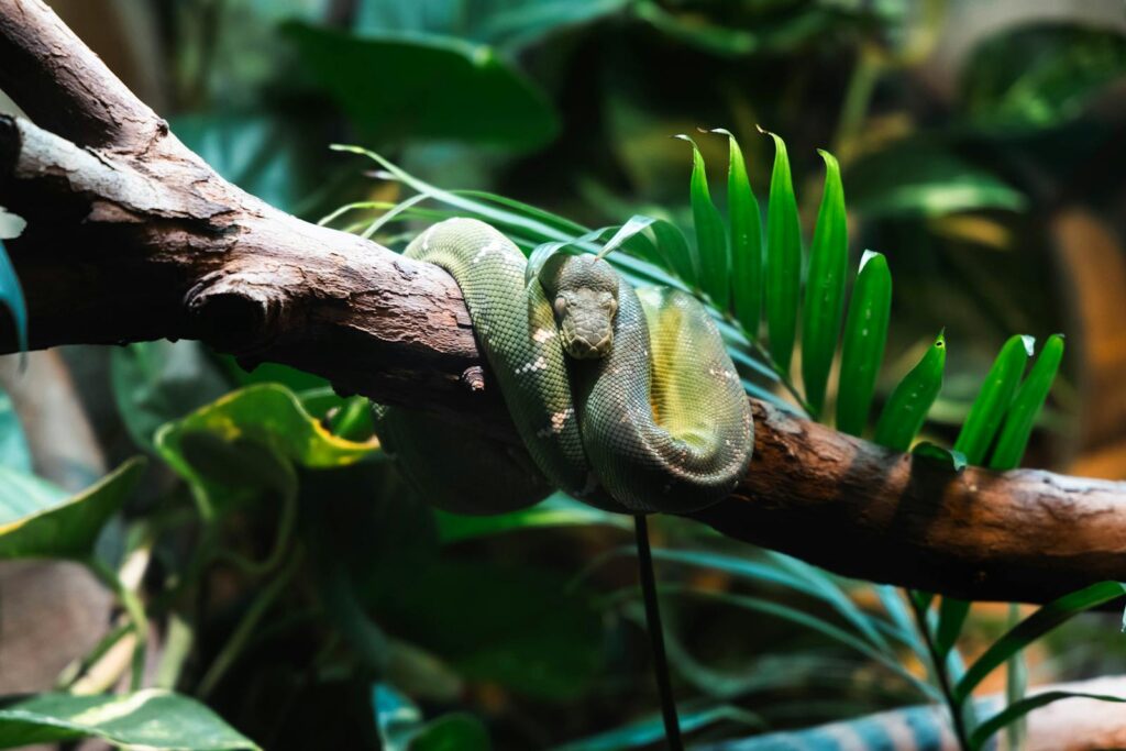 A vibrant green tree python coiled around a branch in a lush jungle setting.