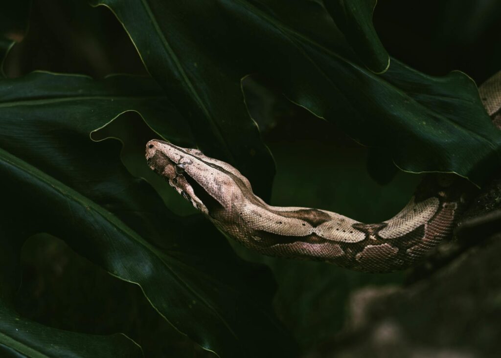 Capture of a boa constrictor slithering through dense green leaves in a jungle setting.