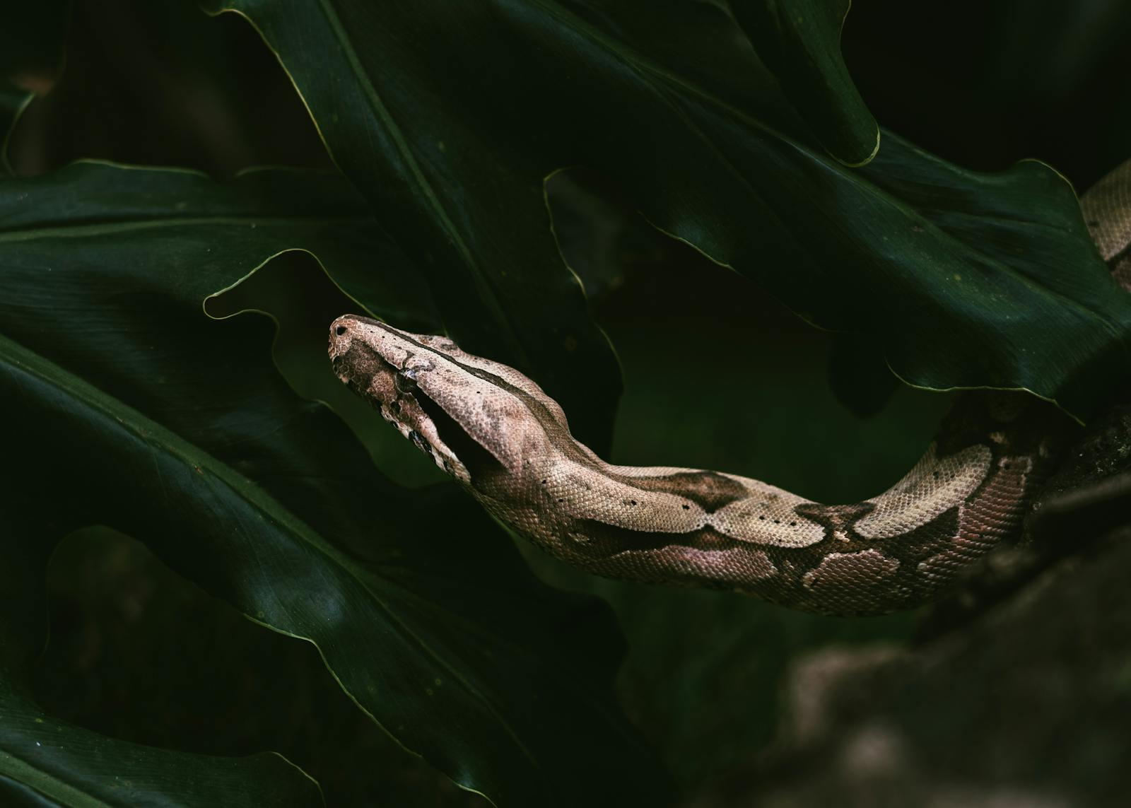 Capture of a boa constrictor slithering through dense green leaves in a jungle setting.