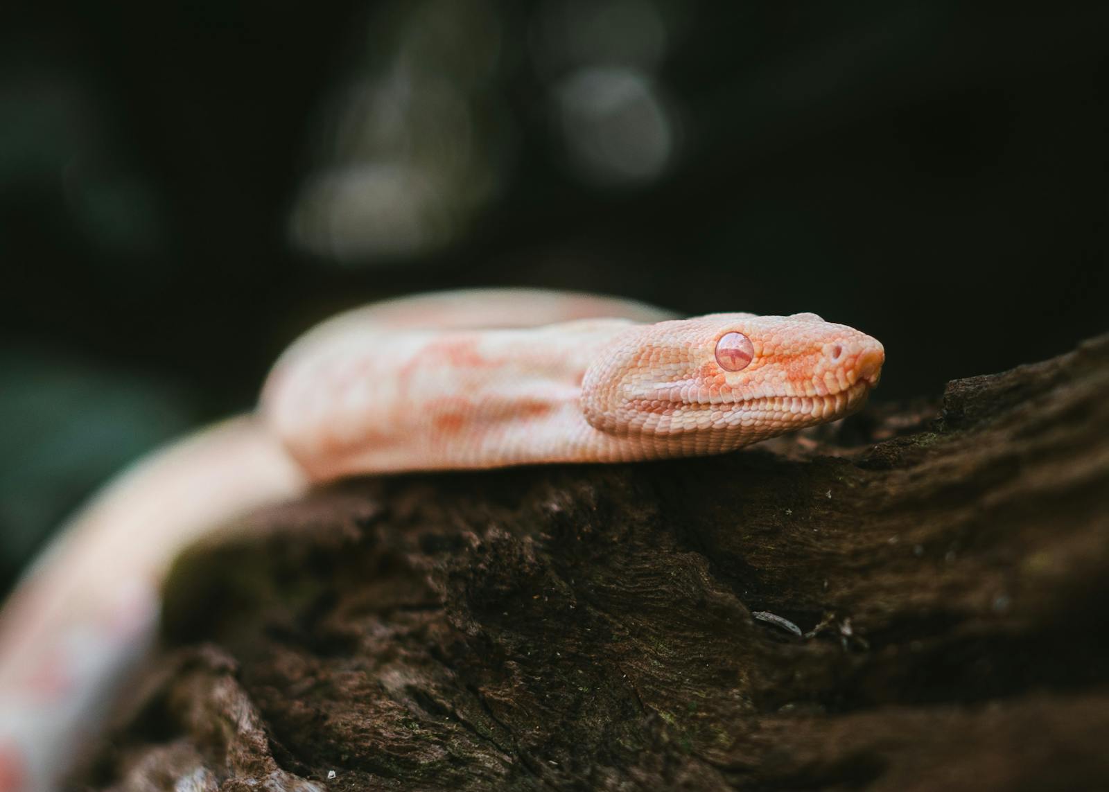 Albino snake resting on a branch, showcasing its unique scales and vivid eyes.