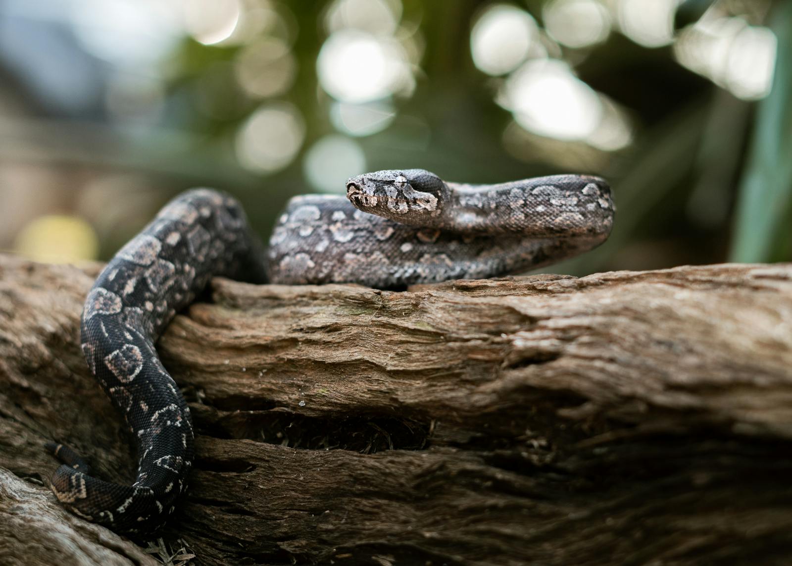 A boa constrictor rests on a log, showcasing its intricate scales and natural camouflage.