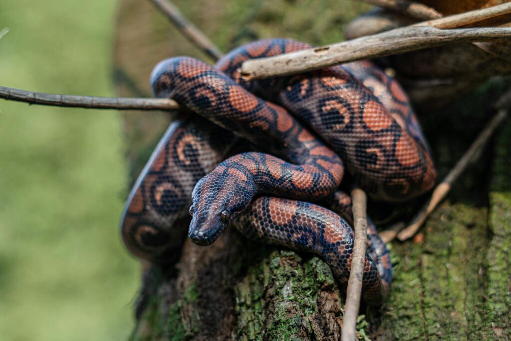 A vibrant red and black boa constrictor resting on tree branches outdoors.