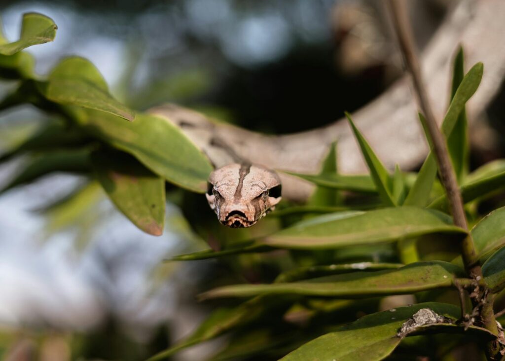 A boa constrictor peeks through lush green foliage in its natural environment, blending seamlessly.