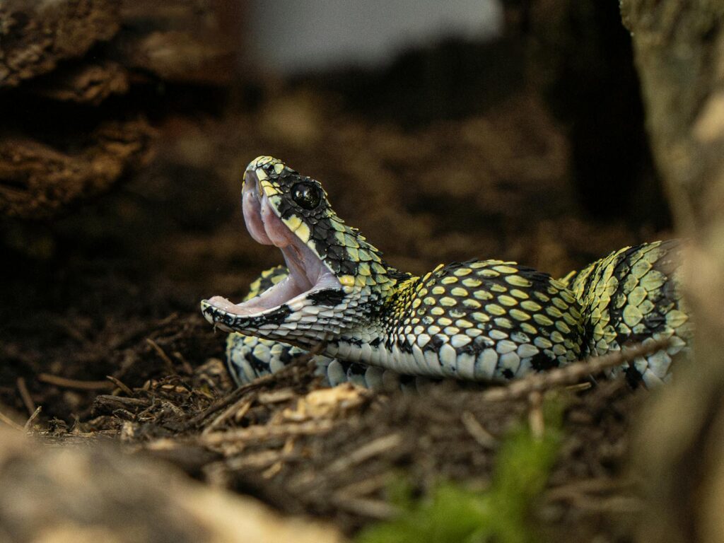 A detailed view of a viper snake with open mouth, captured on a forest floor.