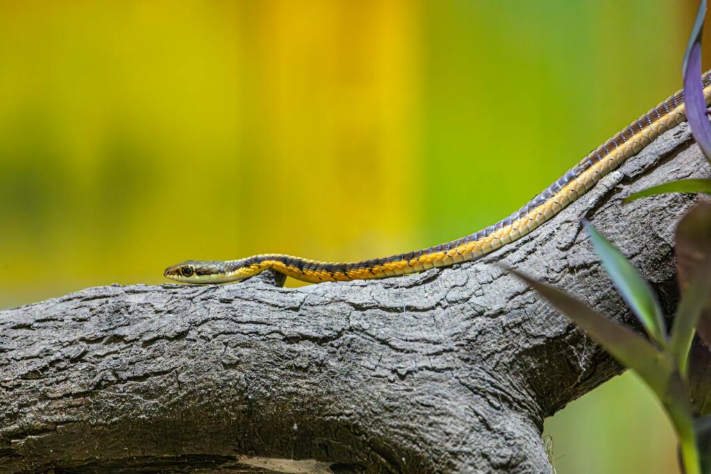 Close-up of an Eastern garter snake (Thamnophis sirtalis) on a textured tree branch.