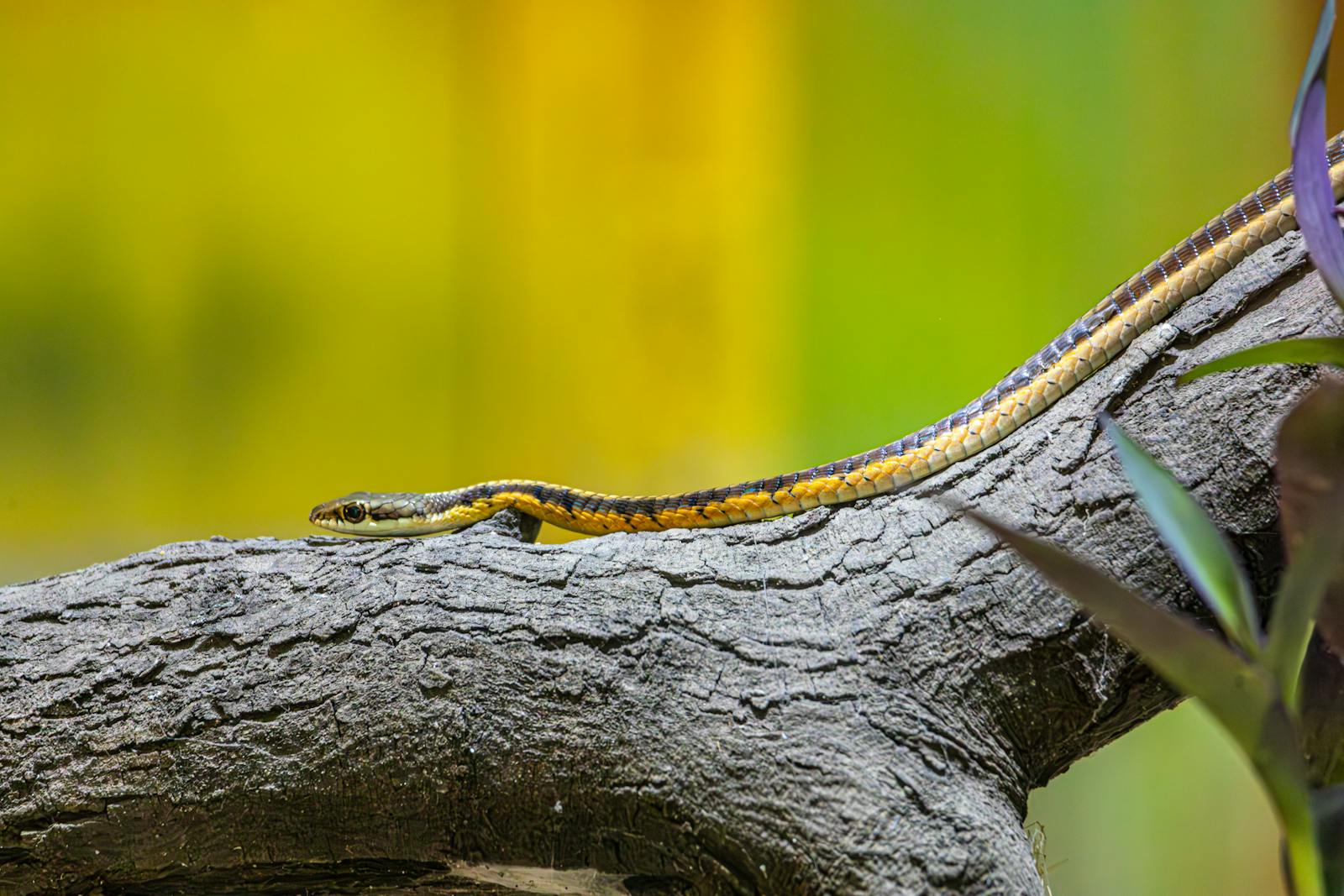 Close-up of an Eastern garter snake (Thamnophis sirtalis) on a textured tree branch.