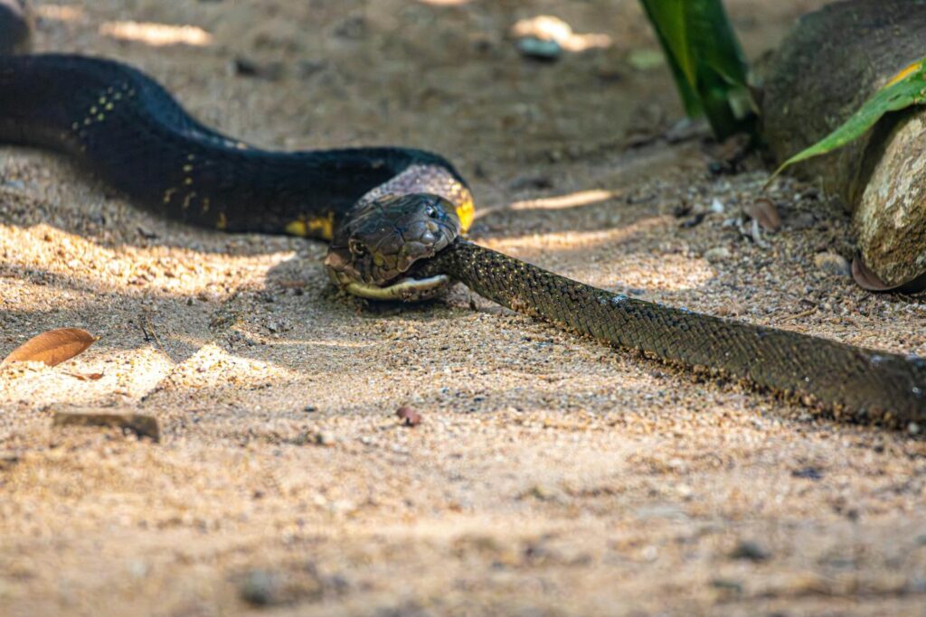 A snake captured in the wild as it devours its prey, showcasing nature's raw and natural cycle.