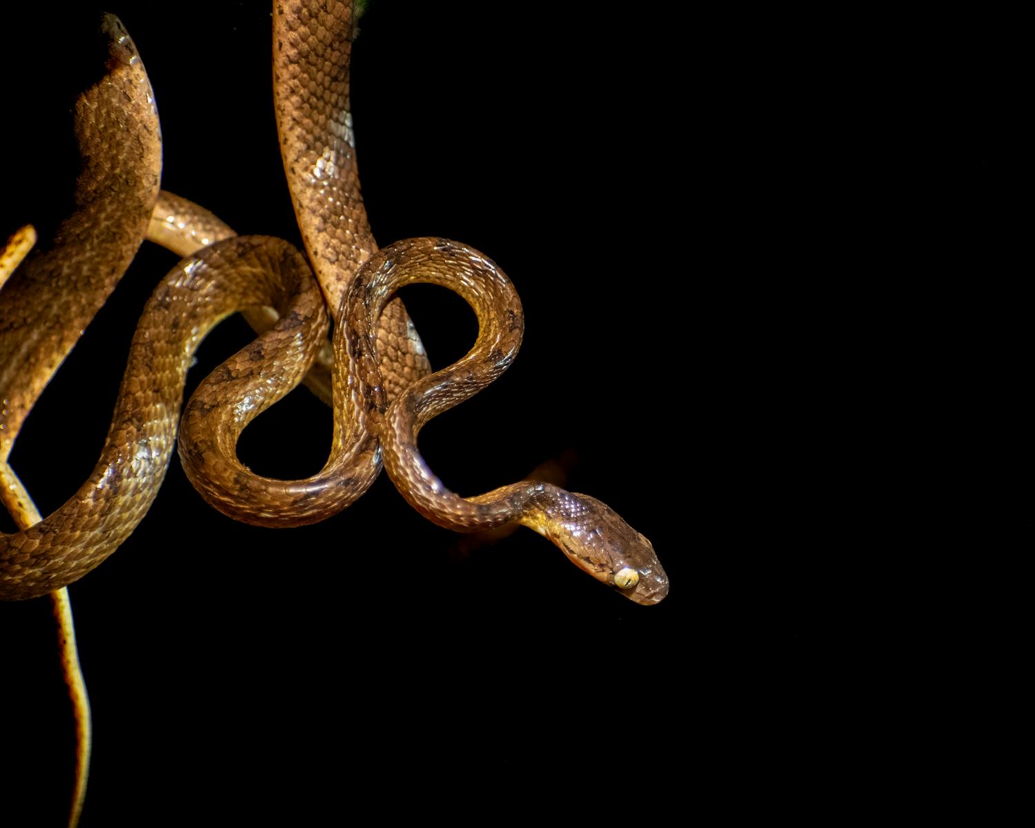 Detailed image of a Brown Tree Snake against a deep black backdrop, showcasing its texture and color.