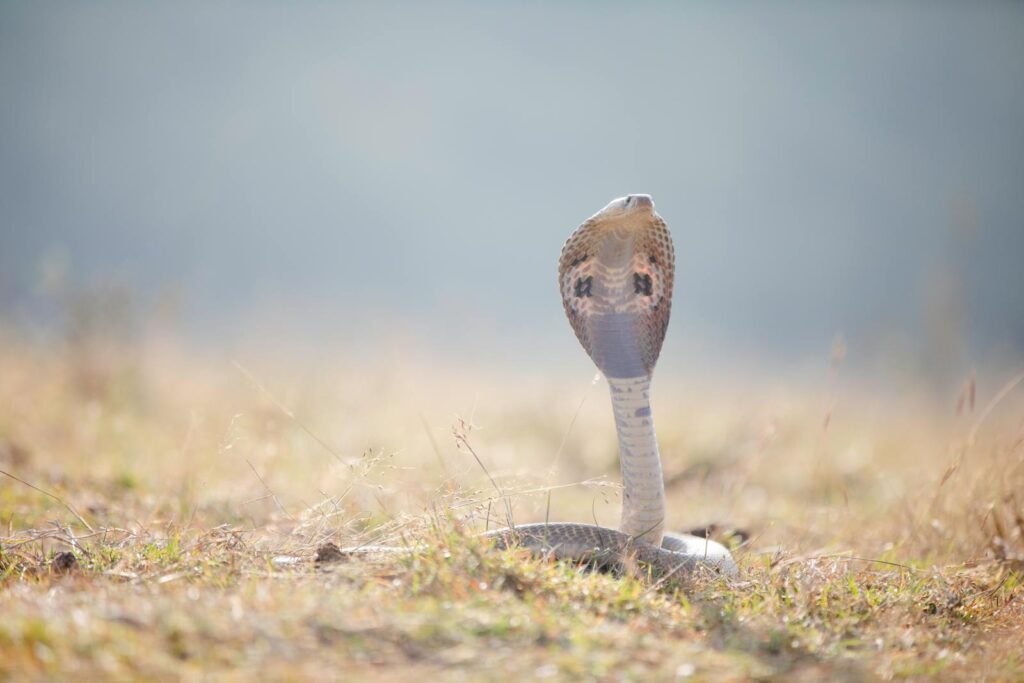 Close-up of an Indian Cobra (Naja naja) in a grassy field, poised and alert.