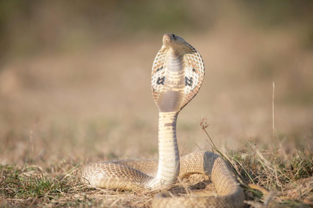 Indian cobra poised in sunlight, displaying iconic hood on dry grass.