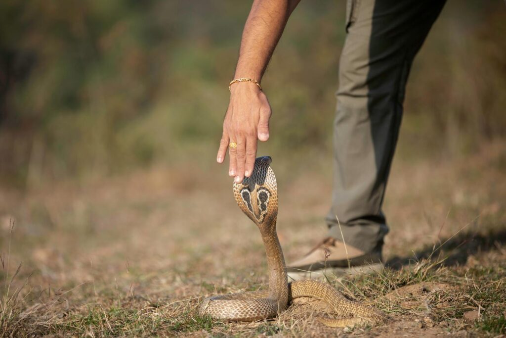 A human hand cautiously approaches a cobra in a natural outdoor setting.