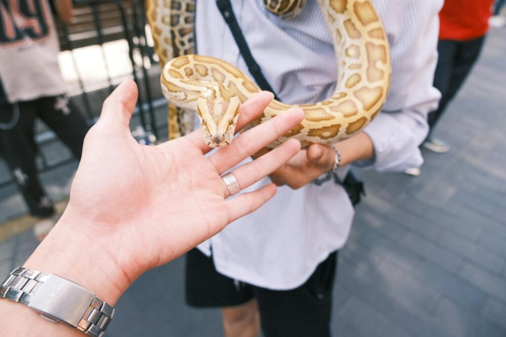 A close-up shot of a python being held by a person, showcasing interaction with a snake.