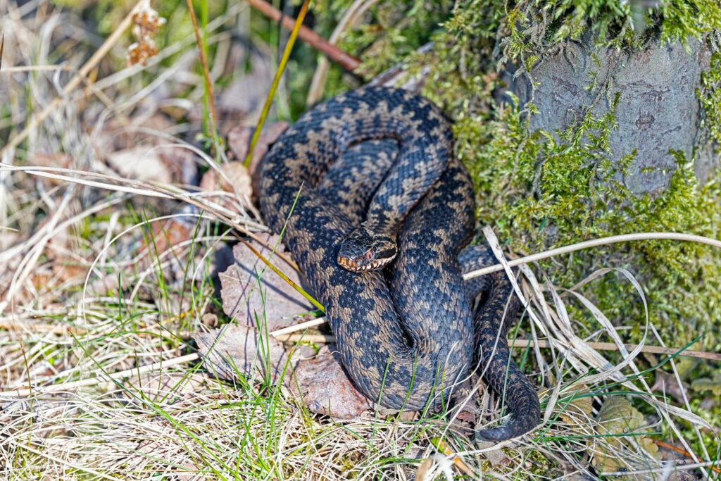 Close-up of a European adder (Vipera berus) resting in a forest setting.