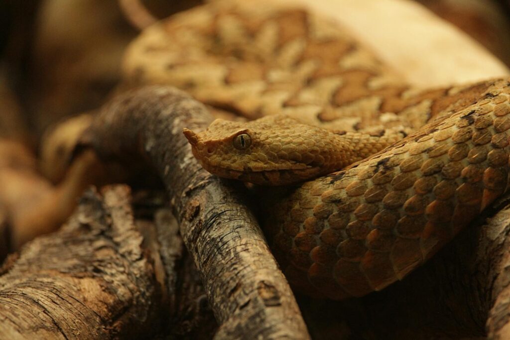 Detailed close-up of a horned viper resting on a branch, showcasing its scales.
