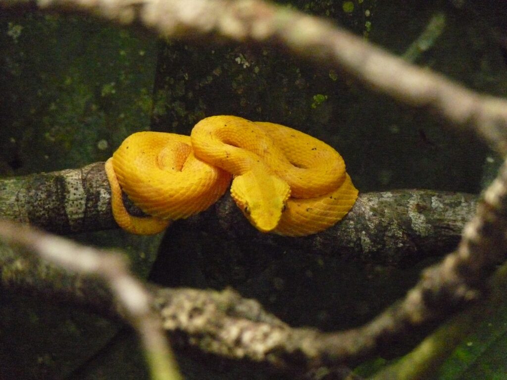 Yellow snake on a tree branch