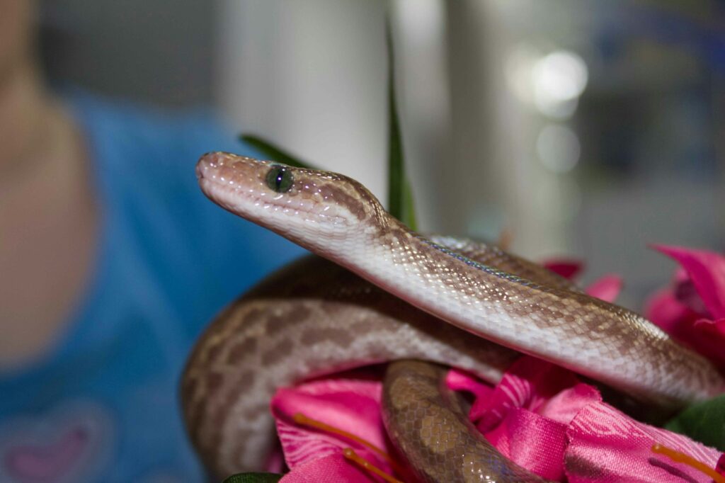 A woman holding a snake on top of a pink flower