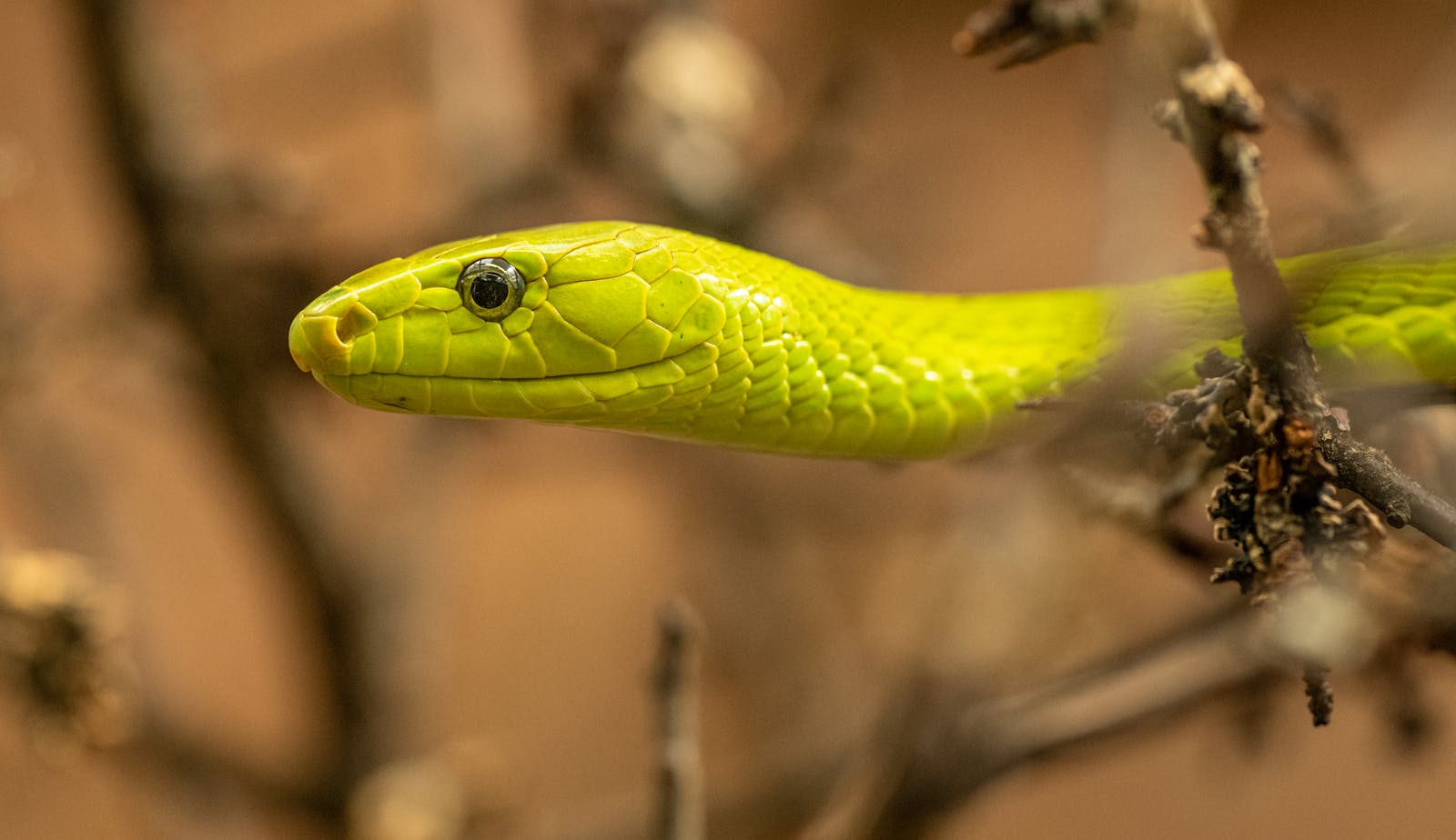 Detailed portrait of an eastern green mamba snake in its natural habitat.